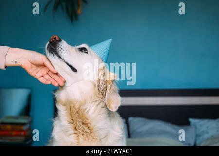 Labrador golden Retriever Hund feiert Geburtstag in einer Mütze Stockfoto