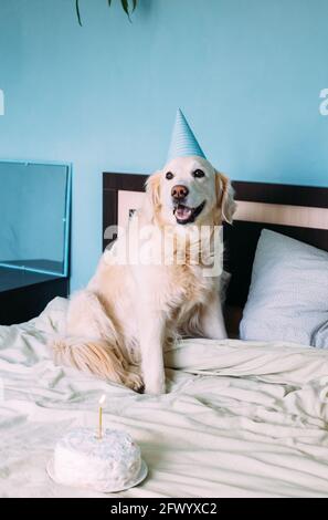 Labrador golden Retriever Hund feiert Geburtstag in einer Mütze und Mit Kuchen Stockfoto