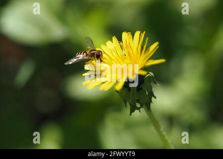 Eine Biene auf einer gelben Blume sammelt im Frühjahr Pollen. Makrofotografie einer Biene auf einem Dandelion. Stockfoto
