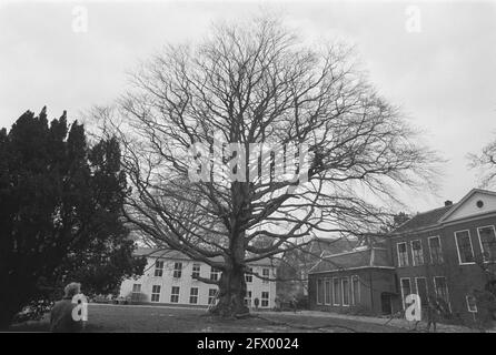 Über zwei Jahrhunderte alte Buche in Hortus in Leiden wird gesägt, weil der Baum Parasiten zum Opfer gefallen ist; der gesamte Baum, 30. November 1987, Bäume, Niederlande, Presseagentur des 20. Jahrhunderts, Foto, Nachrichten zum erinnern, Dokumentarfilm, historische Fotografie 1945-1990, visuelle Geschichten, Menschliche Geschichte des zwanzigsten Jahrhunderts, Momente in der Zeit festzuhalten Stockfoto