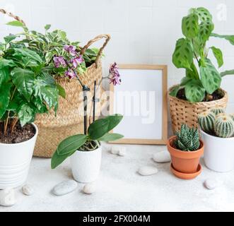 Zimmer gefüllt mit vielen modernen Pflanzen, Hausgarten mit imitierten Poster Rahmen. Stockfoto