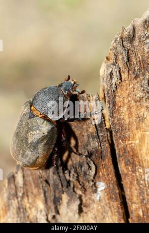 käfer im Tangkoko Regenwald. Nashornkäfer, Nashornkäfer, Hercules-Käfer, Hornkäfer weiblich. Indonesische Tierwelt Stockfoto