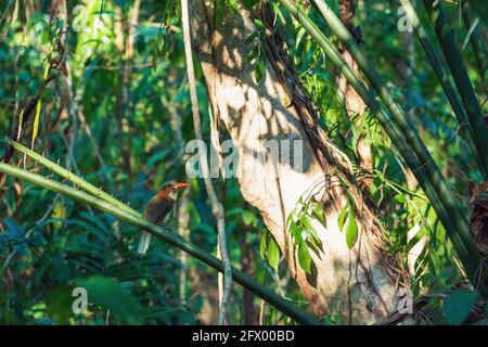 Schöner farbenprächtiger Vogel-Grünrückeneisvögel (Actenoides monachus) hält sich an einem Zweig im indonesischen Dschungel auf, endemische Arten der indonesischen Tierwelt, Stockfoto