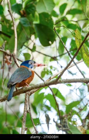 Schöner farbenprächtiger Vogel-Grünrückeneisvögel (Actenoides monachus) hält sich an einem Zweig im indonesischen Dschungel auf, endemische Arten der indonesischen Tierwelt, Stockfoto