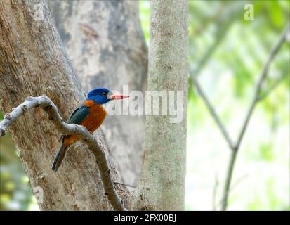 Schöner farbenprächtiger Vogel-Grünrückeneisvögel (Actenoides monachus) hält sich an einem Zweig im indonesischen Dschungel auf, endemische Arten der indonesischen Tierwelt, Stockfoto