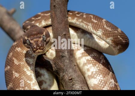 Nahaufnahme der australischen, grob skalierten Python mit wärmefühlenden Gruben Stockfoto