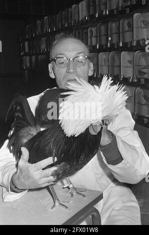 Savoa (kleines Tier) Ausstellung in RAI. Judging Dutch White Cockerel, 23. November 1967, Niederlande, Foto der Presseagentur des 20. Jahrhunderts, zu erinnerende Nachrichten, Dokumentarfilm, historische Fotografie 1945-1990, visuelle Geschichten, Menschliche Geschichte des zwanzigsten Jahrhunderts, Momente in der Zeit festzuhalten Stockfoto