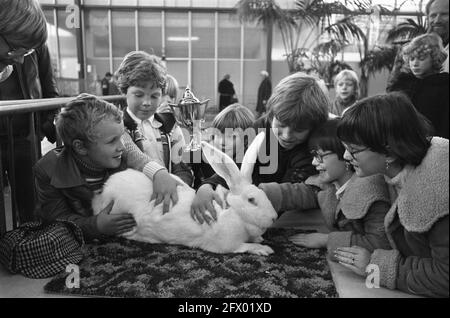 SAVOA Kleintierausstellung im RAI Amsterdam; Gewinneres Kaninchen, 27. November 1977, Tiere, Ausstellungen, Niederlande, 20. Jahrhundert Presseagentur Foto, Nachrichten zu erinnern, Dokumentarfilm, historische Fotografie 1945-1990, visuelle Geschichten, Menschliche Geschichte des zwanzigsten Jahrhunderts, Momente in der Zeit festzuhalten Stockfoto