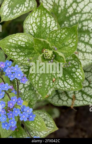 Brunnera macrophylla - Meeresherz, Blumen und Laub im Frühling Stockfoto