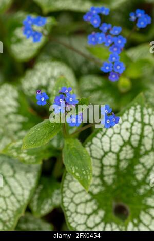 Brunnera macrophylla - Meeresherz, Blumen und Laub im Frühling Stockfoto