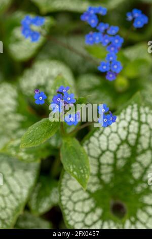 Brunnera macrophylla - Meeresherz, Blumen und Laub im Frühling Stockfoto