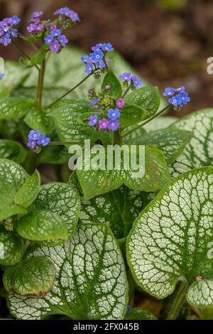 Brunnera macrophylla - Meeresherz, Blumen und Laub im Frühling Stockfoto