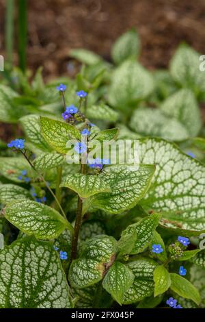 Brunnera macrophylla - Meeresherz, Blumen und Laub im Frühling Stockfoto