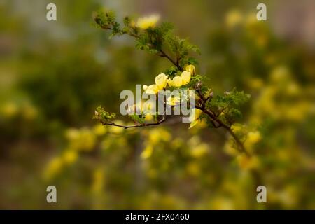 Rosa Xanthina – Kanarienvögel in Blüte, Frühling Stockfoto