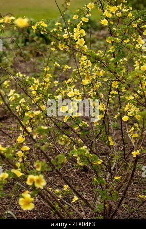 Rosa Xanthina – Kanarienvögel in Blüte, Frühling Stockfoto