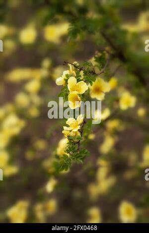 Rosa Xanthina – Kanarienvögel in Blüte, Frühling Stockfoto