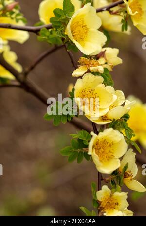 Rosa Xanthina – Kanarienvögel in Blüte, Frühling Stockfoto