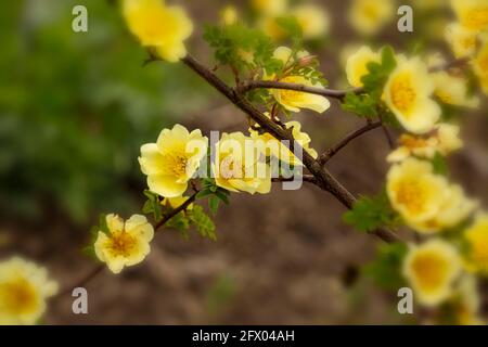 Rosa Xanthina – Kanarienvögel in Blüte, Frühling Stockfoto