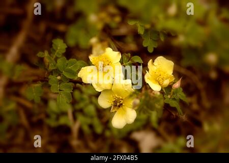 Rosa Xanthina – Kanarienvögel in Blüte, Frühling Stockfoto