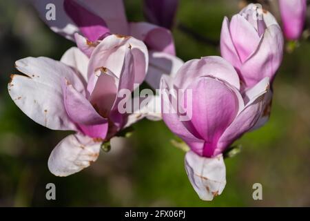 Magnolia soulangeana Burgunder blüht in der Familie: Magnoliaceae Stockfoto