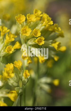 Primula veris L. gemeine Kuhwurzblume gelbe Blüten, Familie: Primulaceae Stockfoto