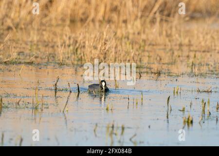 Ein amerikanischer Ruß, Fulica americana, schwimmt in klarem Wasser aus nächster Nähe. Essen Sie Gras im Wasser zwischen dem Schilf. Mit seiner Reflexion auf der Oberfläche. Stockfoto