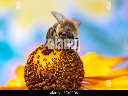 Eine Honigbiene sammelt Pollen bei Staubgefäßen in einer Blume. Eine Biene, die an einer Gartenblume arbeitet. Stockfoto