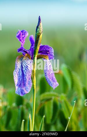 Blühendes Lilienfeld, blaue sibirische Schwertlilien in einem Naturschutzgebiet, blaue und weiße Blüten, blühende Blumen, mitten im Schilf, leuchtend Stockfoto