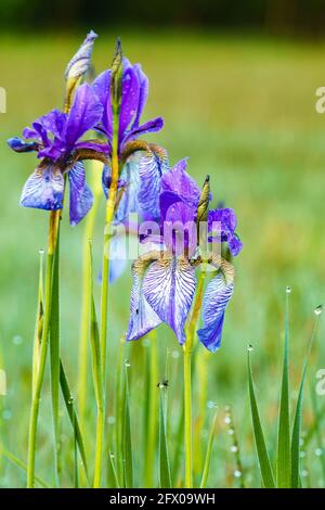 Blühendes Lilienfeld, blaue sibirische Schwertlilien in einem Naturschutzgebiet, blaue und weiße Blüten, blühende Blumen, mitten im Schilf, leuchtend Stockfoto