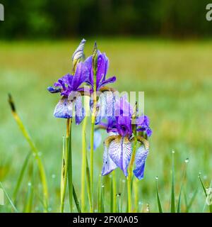 Blühendes Lilienfeld, blaue sibirische Schwertlilien in einem Naturschutzgebiet, blaue und weiße Blüten, blühende Blumen, mitten im Schilf, leuchtend Stockfoto