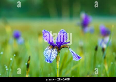 Blühendes Lilienfeld, blaue sibirische Schwertlilien in einem Naturschutzgebiet, blaue und weiße Blüten, blühende Blumen, mitten im Schilf, leuchtend Stockfoto