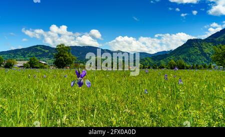 Blühendes Feld, blaue sibirische Iris, im Hintergrund Bäume, Hütten und Berge. blaue Schwertlilien. Blauer, sonniger Himmel mit kontrastierenden Wolken. Österreich Stockfoto