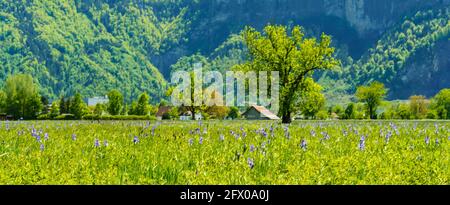 Blühendes Feld, blaue sibirische Iris, im Hintergrund Bäume, Hütten und Berge. blaue Schwertlilien. Blauer, sonniger Himmel mit kontrastierenden Wolken. Österreich Stockfoto