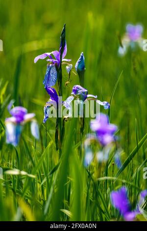 Blühendes Lilienfeld, blaue sibirische Schwertlilien in einem Naturschutzgebiet, blaue und weiße Blüten, blühende Blumen, mitten im Schilf, leuchtend Stockfoto