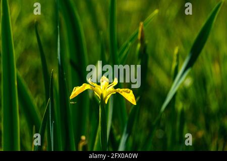 Blühendes Lilienfeld, blaue sibirische Schwertlilien in einem Naturschutzgebiet, blaue und weiße Blüten, blühende Blumen, mitten im Schilf, leuchtend Stockfoto