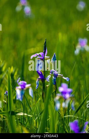 Blühendes Lilienfeld, blaue sibirische Schwertlilien in einem Naturschutzgebiet, blaue und weiße Blüten, blühende Blumen, mitten im Schilf, leuchtend Stockfoto