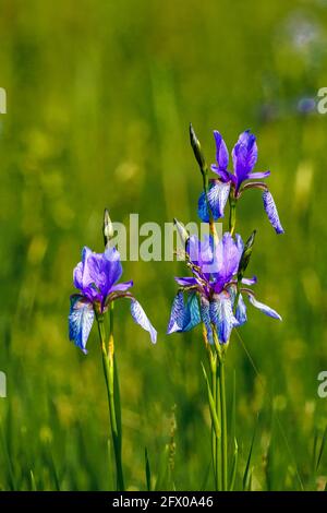 Blühendes Lilienfeld, blaue sibirische Schwertlilien in einem Naturschutzgebiet, blaue und weiße Blüten, blühende Blumen, mitten im Schilf, leuchtend Stockfoto