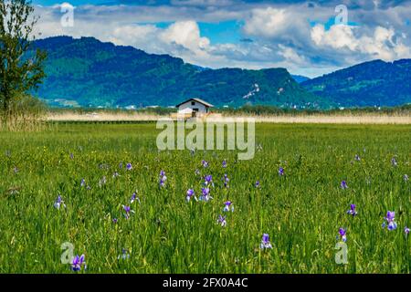 Blühendes Feld, blaue sibirische Iris, im Hintergrund Bäume, Hütten und Berge. blaue Schwertlilien. Blauer, sonniger Himmel mit kontrastierenden Wolken. Österreich Stockfoto