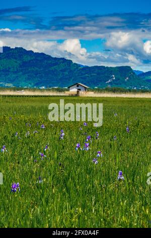 Blühendes Feld, blaue sibirische Iris, im Hintergrund Bäume, Hütten und Berge. blaue Schwertlilien. Blauer, sonniger Himmel mit kontrastierenden Wolken. Österreich Stockfoto