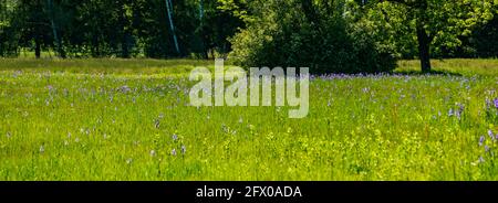 Blühendes Feld, blaue sibirische Iris, im Hintergrund Bäume, Hütten und Berge. blaue Schwertlilien. Blauer, sonniger Himmel mit kontrastierenden Wolken. Österreich Stockfoto