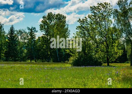 Blühendes Feld, blaue sibirische Iris, im Hintergrund Bäume, Hütten und Berge. blaue Schwertlilien. Blauer, sonniger Himmel mit kontrastierenden Wolken. Österreich Stockfoto