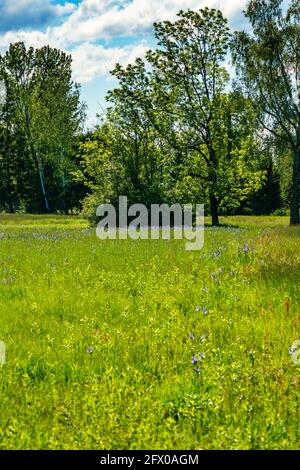 Blühendes Feld, blaue sibirische Iris, im Hintergrund Bäume, Hütten und Berge. blaue Schwertlilien. Blauer, sonniger Himmel mit kontrastierenden Wolken. Österreich Stockfoto