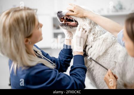 Ärztin macht eine Inspektion des Mundes und der Zähne des Hundes in der Tierarztklinik mit dem Besitzer. Tierpflege und Check-up. Besuch beim Tierarzt. Reinigungsverfahren. Stockfoto