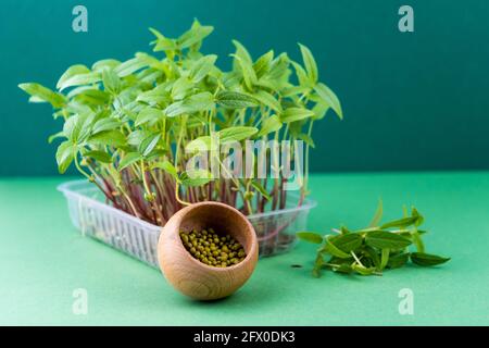 Daikon Samen und Sämlinge. Microgreen in einer Kunststoffbox. Ein Sprossen auf einer Leinenmatte. Öko vegane Lebensmittel. Gesunde Ernährung. Samen für die Keimung. Hausgarten auf dem Tisch. Bio-freundliches Konzept. Speicherplatz kopieren. Stockfoto