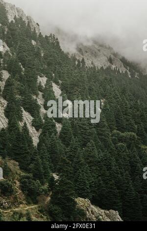Steifer Berghang mit üppigen immergrünen Bäumen auf nebligen bewaldet Tag in Sevilla Spanien Stockfoto