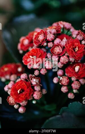 Helle blühende Blüten von kalanchoe öffnen sich sanft, während sie wachsen Topf im Sommergarten Stockfoto