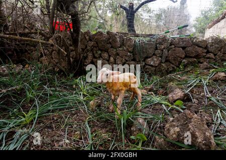 In voller Länge niedliche kleine neugeborene Lamm mit nassem schmutzigen Fell Stehen auf grünem Grasland auf dem Hof Stockfoto