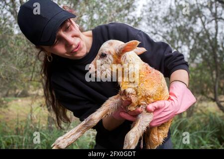 Fröhliche Farmerin in Schwarz tragen und Handschuhe tragen wenig Neugeborenes Lamm im Sommerhof Stockfoto