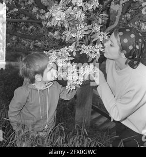 De Betuwe in Bloom, die Obstgärten in Bloom, 6. Mai 1965, BOOMGAARDEN, Bloom, Niederlande, 20. Jahrhundert Presseagentur Foto, Nachrichten zu erinnern, Dokumentarfilm, historische Fotografie 1945-1990, visuelle Geschichten, Menschliche Geschichte des zwanzigsten Jahrhunderts, Momente in der Zeit festzuhalten Stockfoto