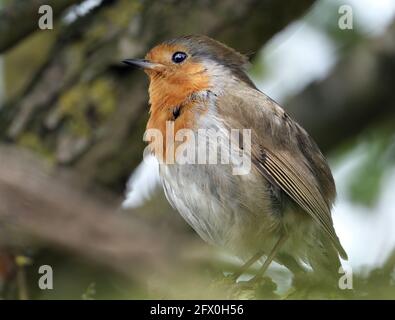 Das europäische Rotkehlchen, in Irland und Großbritannien einfach als Rotkehlchen oder Rotkehlchen bekannt, Stockfoto